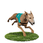 幸運拉霸GO娛樂城娛樂城白金賽狗 幸運拉霸GO娛樂城娛樂城白金賽狗